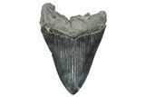 Fossil Megalodon Tooth - South Carolina #236353-1
